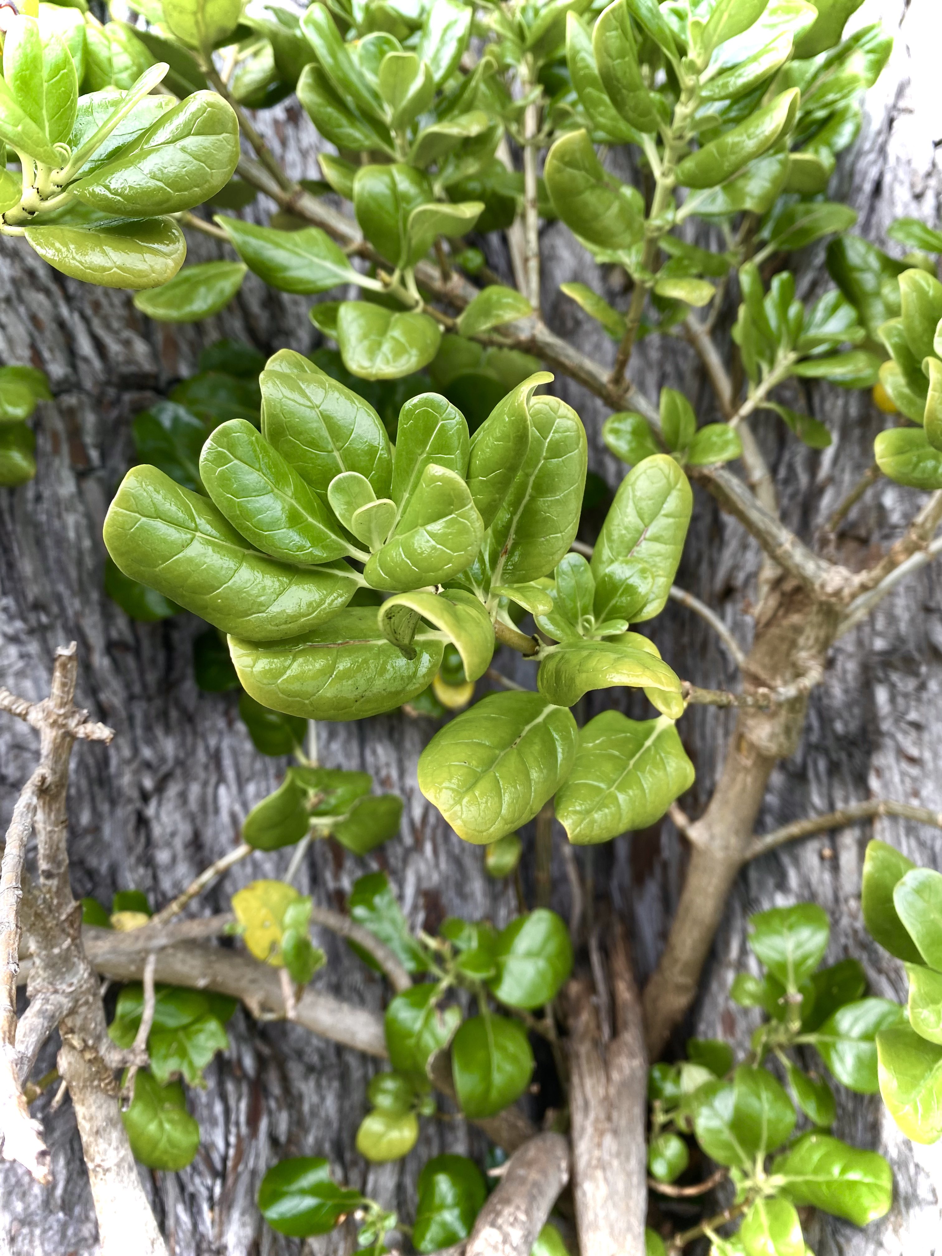 Weird Vines